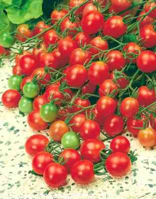 Beschreibung des Tomaten-Himbeer-Reiches
