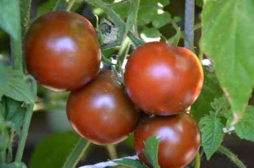 Beschreibung und Eigenschaften der Tomate De Barao
