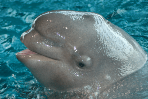Beschreibung von Potato Dolphin