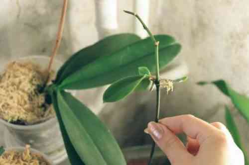 Brassavol Orchidee Charakteristik