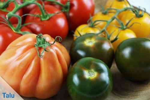 Charakteristische Tomatensorten Geschenk an eine Frau