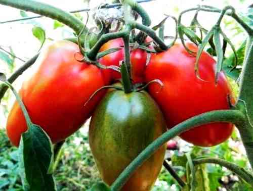 Charakteristische Tomatensorten Torquay