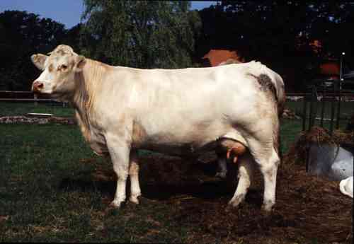 Charolais-Rasse von Kühen