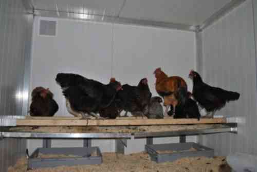Das Gerät des Hühnerstalles für 5 Hühner