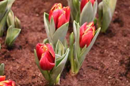 Daten und Regeln für das Umpflanzen von Tulpen