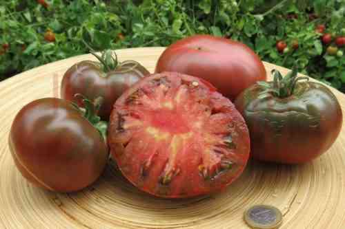 Die beliebtesten Tomaten für Sibirien