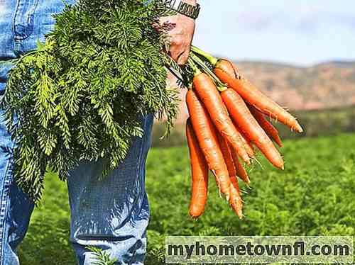 Die Geheimnisse des Karottenanbaus