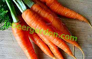 Die Vor- und Nachteile von Karottenoberteilen