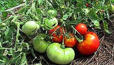 Die Wirksamkeit der chinesischen Methode zum Anbau von Tomaten