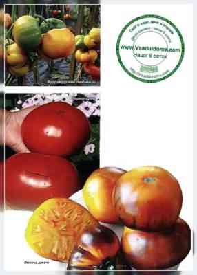 Eigenschaften der Tomatensorten Burraker Favoriten