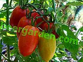 Eigenschaften der Tomatensorten Petrush Ogorodnik