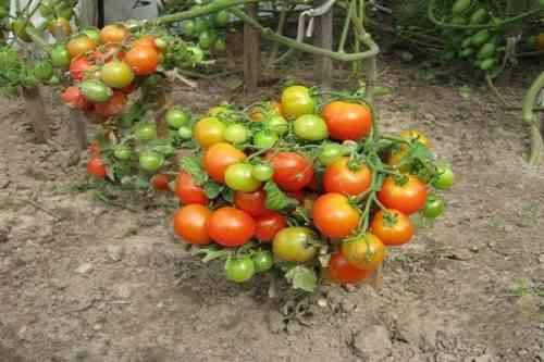 Eigenschaften und Beschreibung der Tomatensorten White Bulk