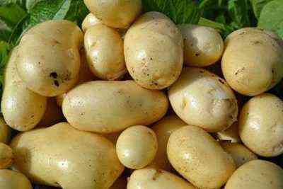 Eigenschaften von Gulliver-Kartoffeln
