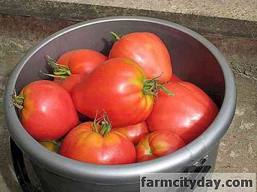 Eigenschaften von Mazarini-Tomaten