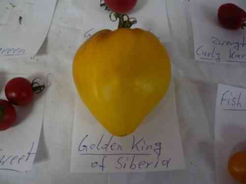 Eigenschaften von Tomatensorten Golden King und Golden Queen