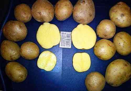 Eigenschaften von Veneta-Kartoffeln