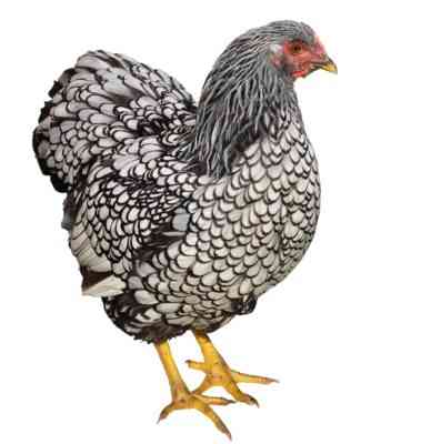 Eigenschaften von Wyandotte-Hühnern