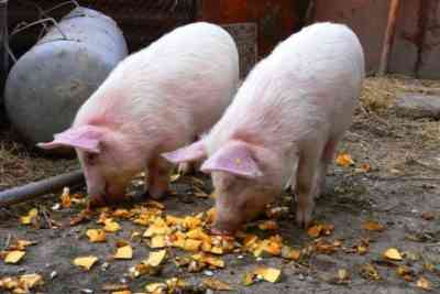 Fütterungsregeln für Schweine