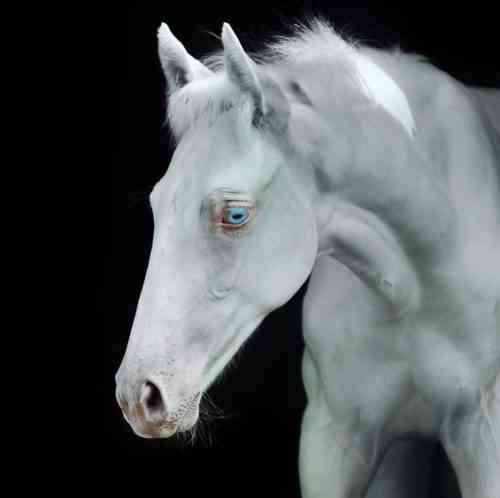 Gemeinsame und seltene Farben von Pferden