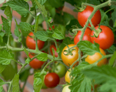 Gülle füttert Tomaten