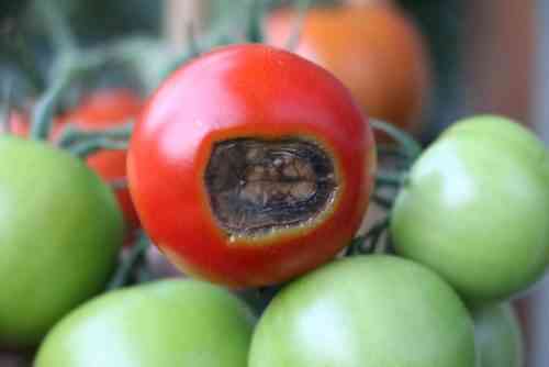 Helfen Sie, Tomaten zu trocknen und zu vergilben