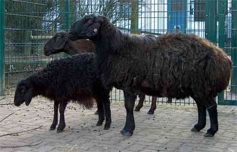 Hissar Widder und Schafe