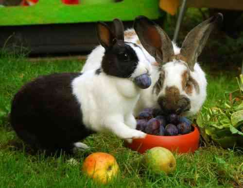 Kaninchen, ihre Sorten und ihr Lebensstil