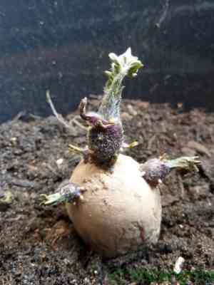 Kartoffeln vor dem Pflanzen verarbeiten