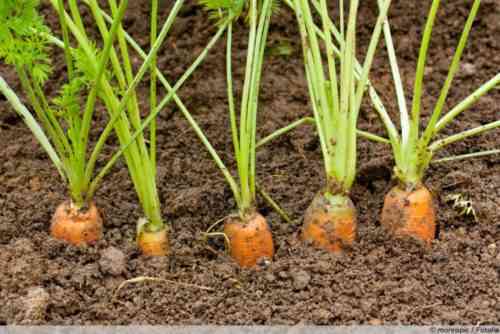 Merkmale der Aussaat von Karotten