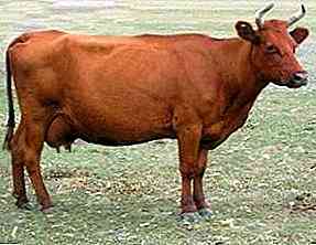 Merkmale der Bestuzhev-Rasse von Kühen