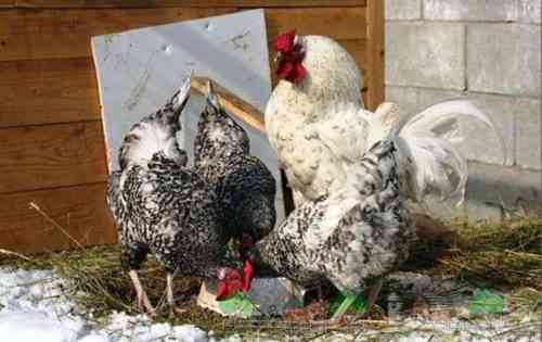Merkmale der Puschkin-Hühnerrasse