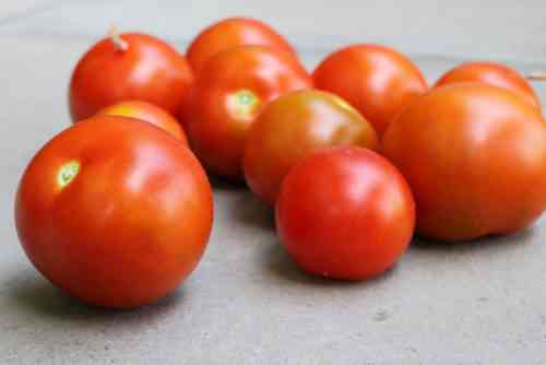 Merkmale der Tomatenernte