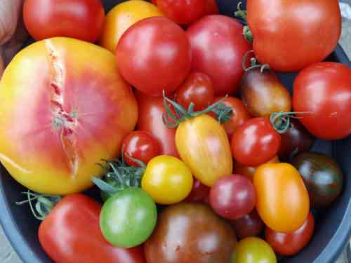 Merkmale der Tomatensorte Allgemein