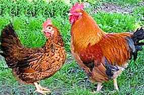 Merkmale des Anbaus und der Zucht der Kuchinsky-Jubiläumsrasse von Hühnern