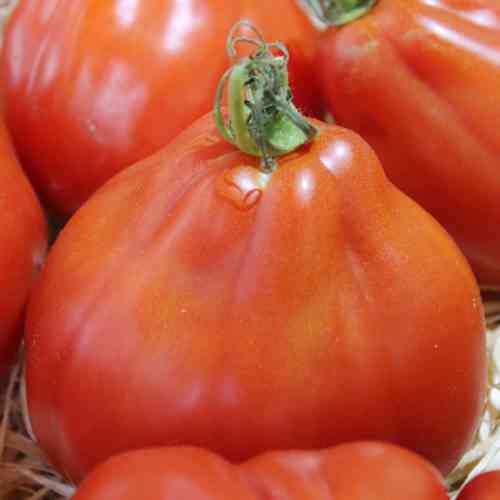 Merkmale und Eigenschaften der Tomate Auria