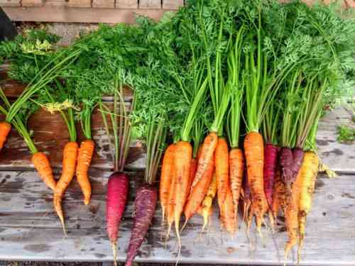Nach welchen Ernten kann ich Karotten pflanzen?