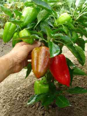 Paprika nach der Methode von Julia Minyaeva pflanzen