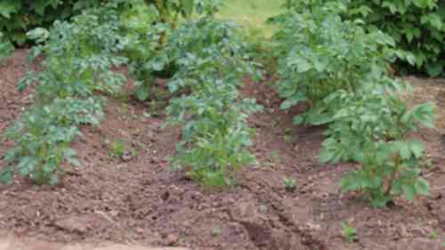 Regeln für das Einpflanzen von Kartoffeln in die Beete