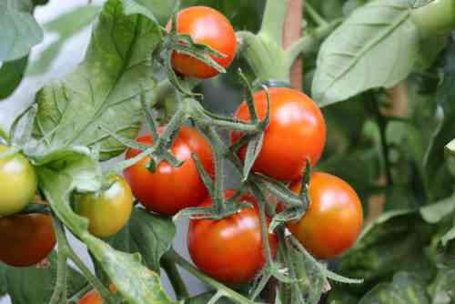 Regeln für das Gießen von Tomaten