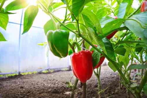 Regeln für das Pflanzen von Paprika und Tomaten in einem
