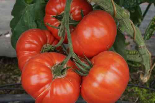 Regeln für das Pflanzen von Tomaten in eine Schnecke