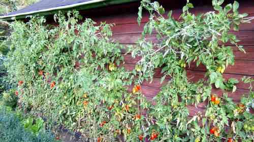 Regeln für das schräge Pflanzen von Tomaten