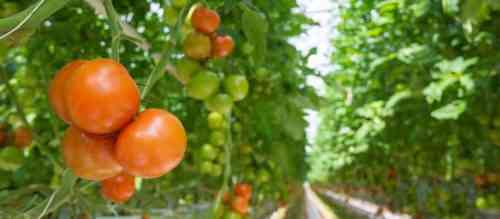 Regeln für die Verarbeitung von Tomaten in einem Gewächshaus