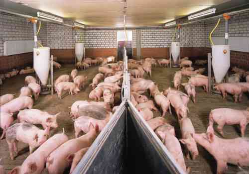 Schweinehaltung als profitables Geschäft