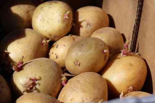 Sorten von Kartoffelfäule