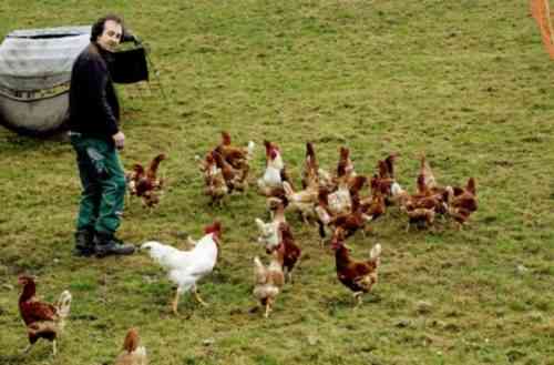 Starke Verschwörung, um Hühner jeden Tag in Eile zu bringen