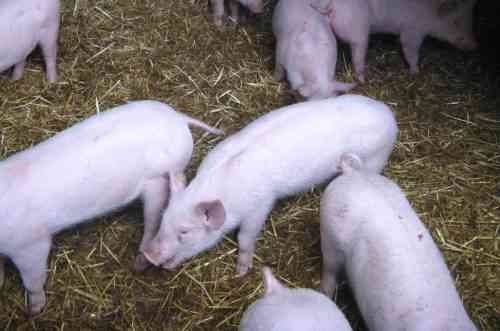 Symptome und Behandlung von Ascariasis bei Schweinen