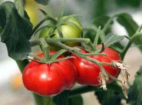 Tomaten charakteristische Moskauer Delikatesse