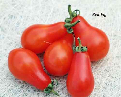 Tomatenproduktivitätsindikatoren aus einem Busch