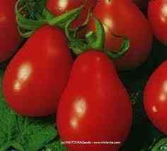 Tomatenrosa Birne